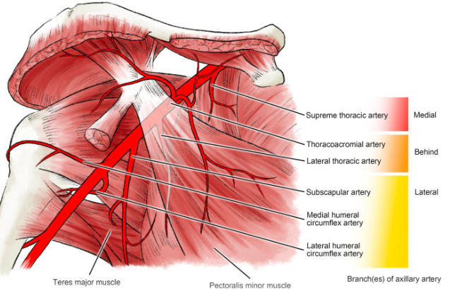 Branches of the axillary artery